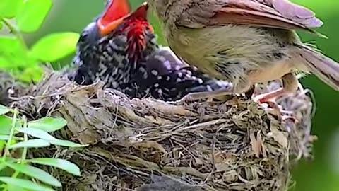 Brood parasite:The venous _throated parrotbill has raised cuckoo's chick