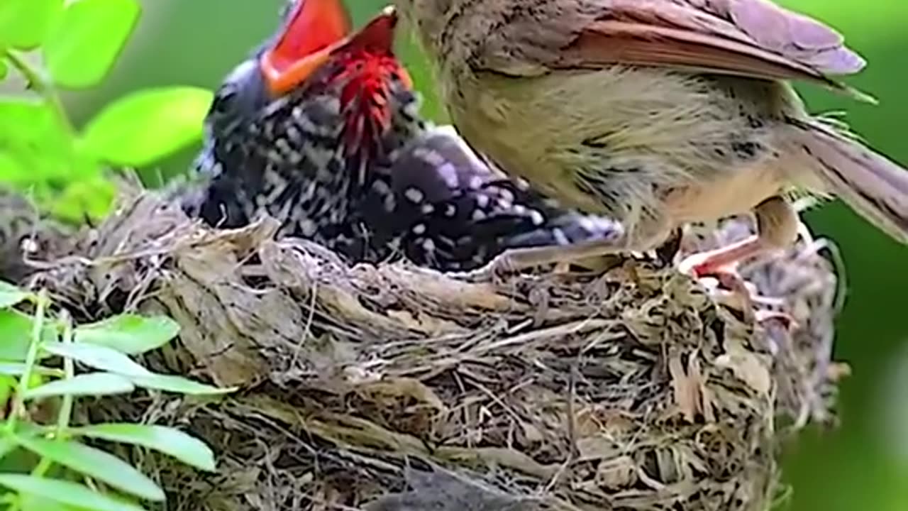 Brood parasite:The venous _throated parrotbill has raised cuckoo's chick