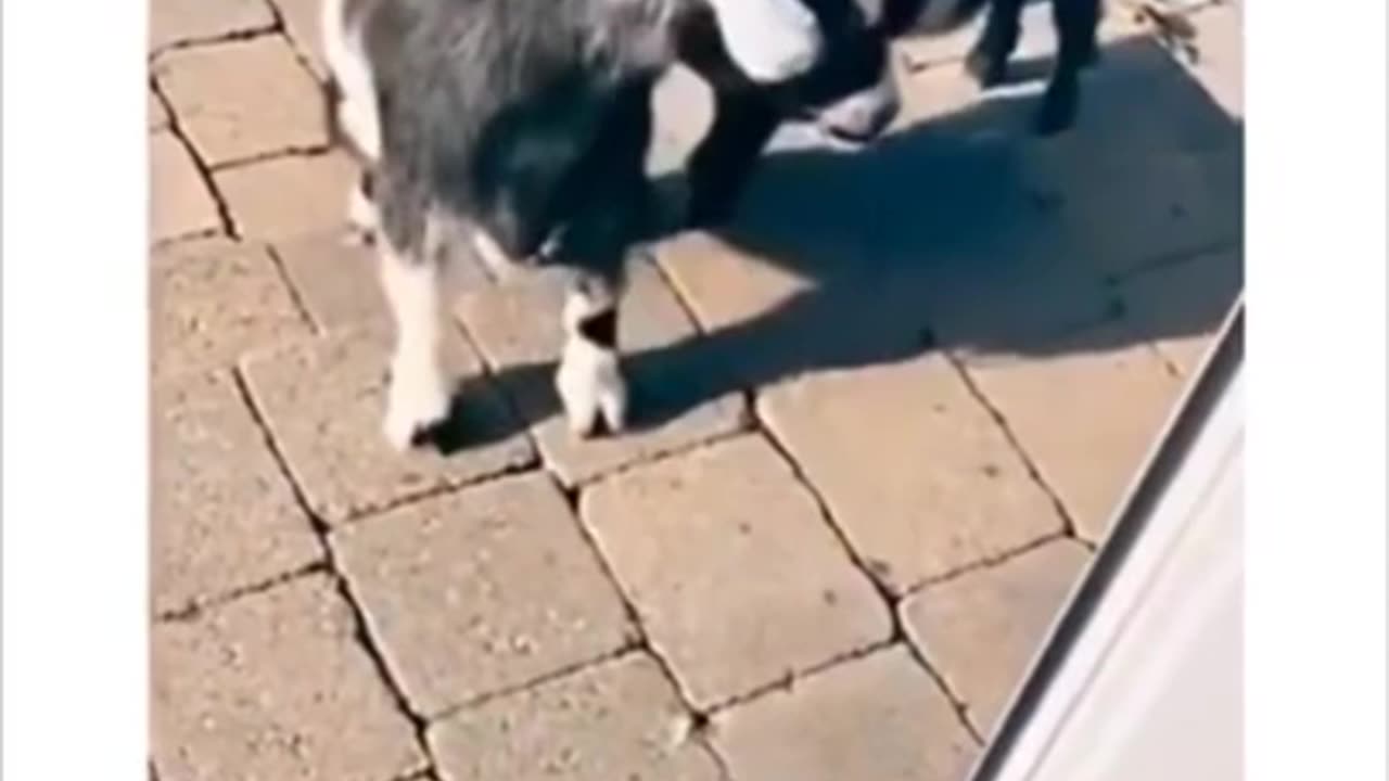 Funny And Cute Animals Short #113