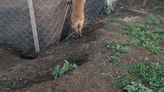 Amazing dog
