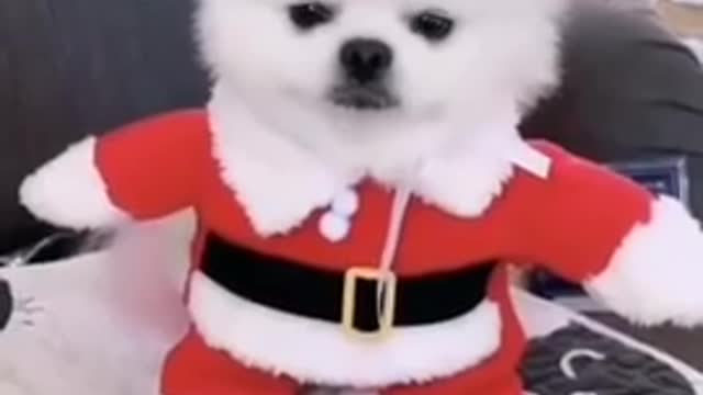 tik tom small baby dog 🐶funny videos tik tok dog🐕 👌 cute puppies tik tok