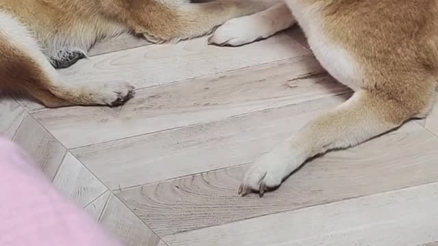 The dog had a good time