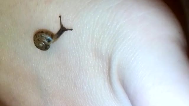 This video about a snail can be watched forever