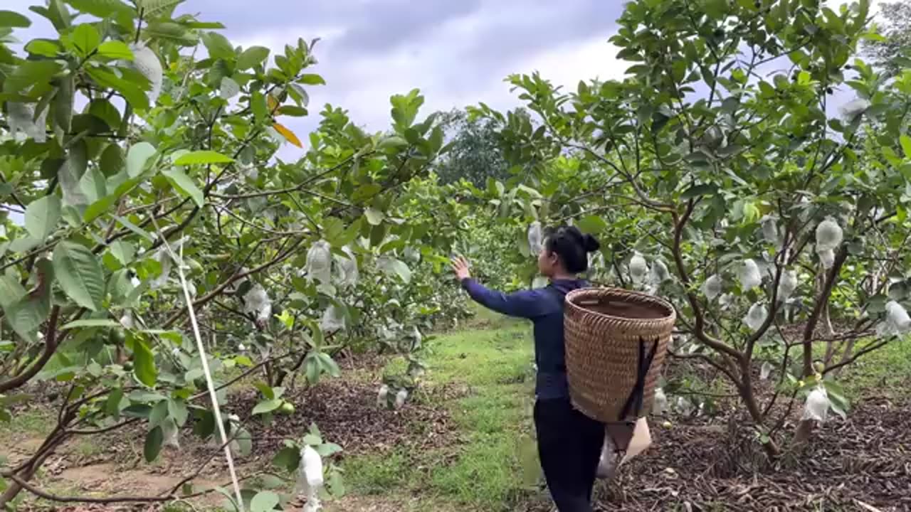 Harvesting guava fruit gardens to the market to sell - Making garden