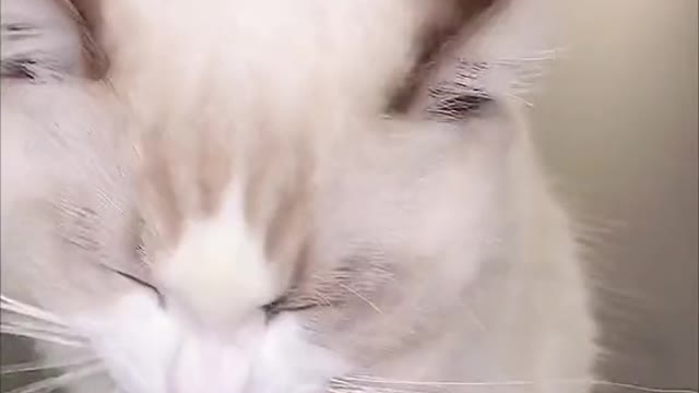 cat asmr eating