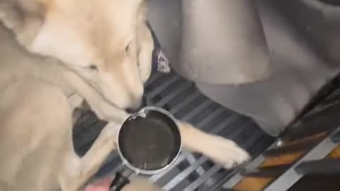 Patience for this little man