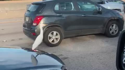 Heck of a Hood Ornament