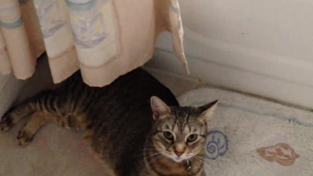 Fun cat plays in front of the camera