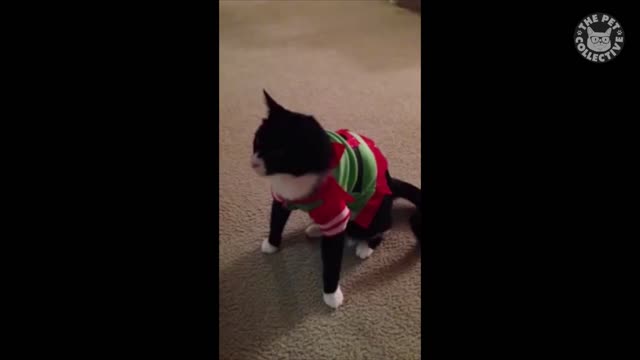 Crismas cats compilation 2016