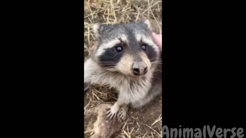 🐾1 Hour of Hilarious Dogs and Cats 2023😂🐶🐱