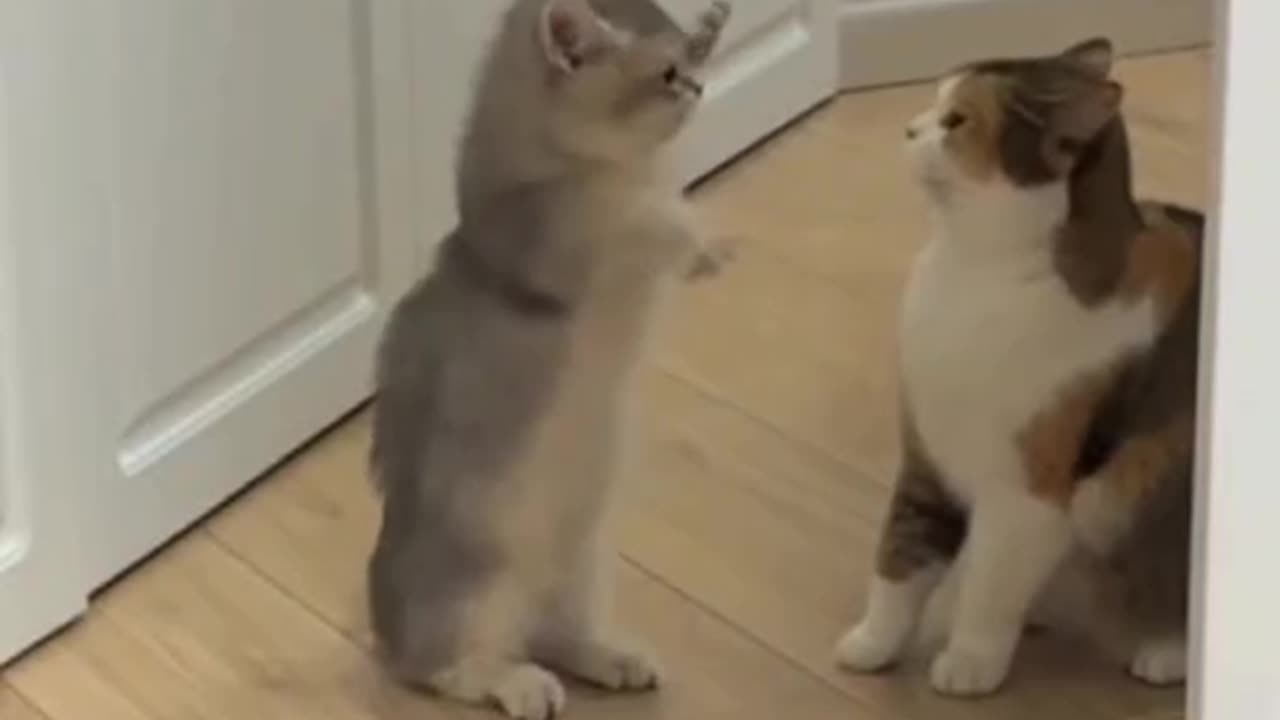 funny cats