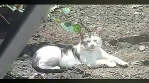 My_lovely cat