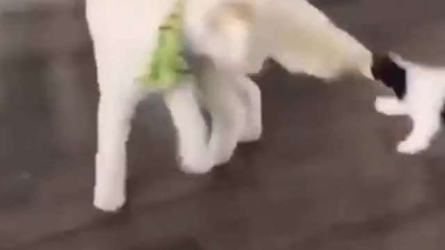 Funny Dog & Cats Video 🐶 🐱