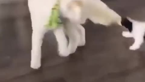 Funny Dog & Cats Video 🐶 🐱
