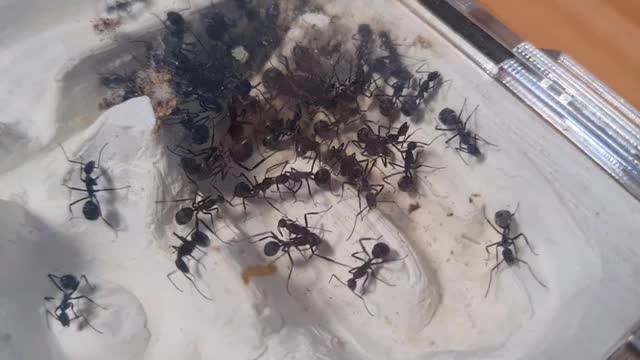 Camponotus petersii - South African ANT_Cut.mp4