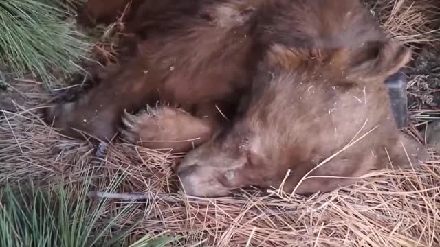 Bears are helpless after wildfire burns their paws but vets try a new treatment