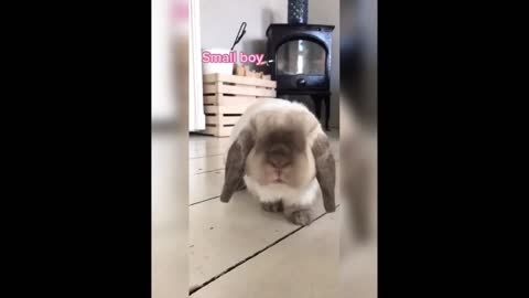 FUNNY and CUTE Bunnies Interacting COMPILATION