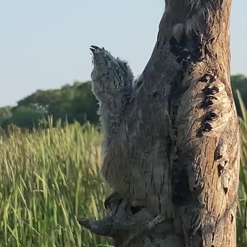 Urutau is a bird that camouflages itself very well