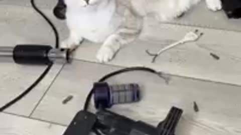 funny animal video
