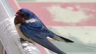 Swallow standing on the railing and gazing