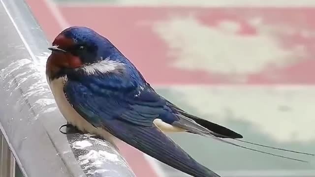 Swallow standing on the railing and gazing