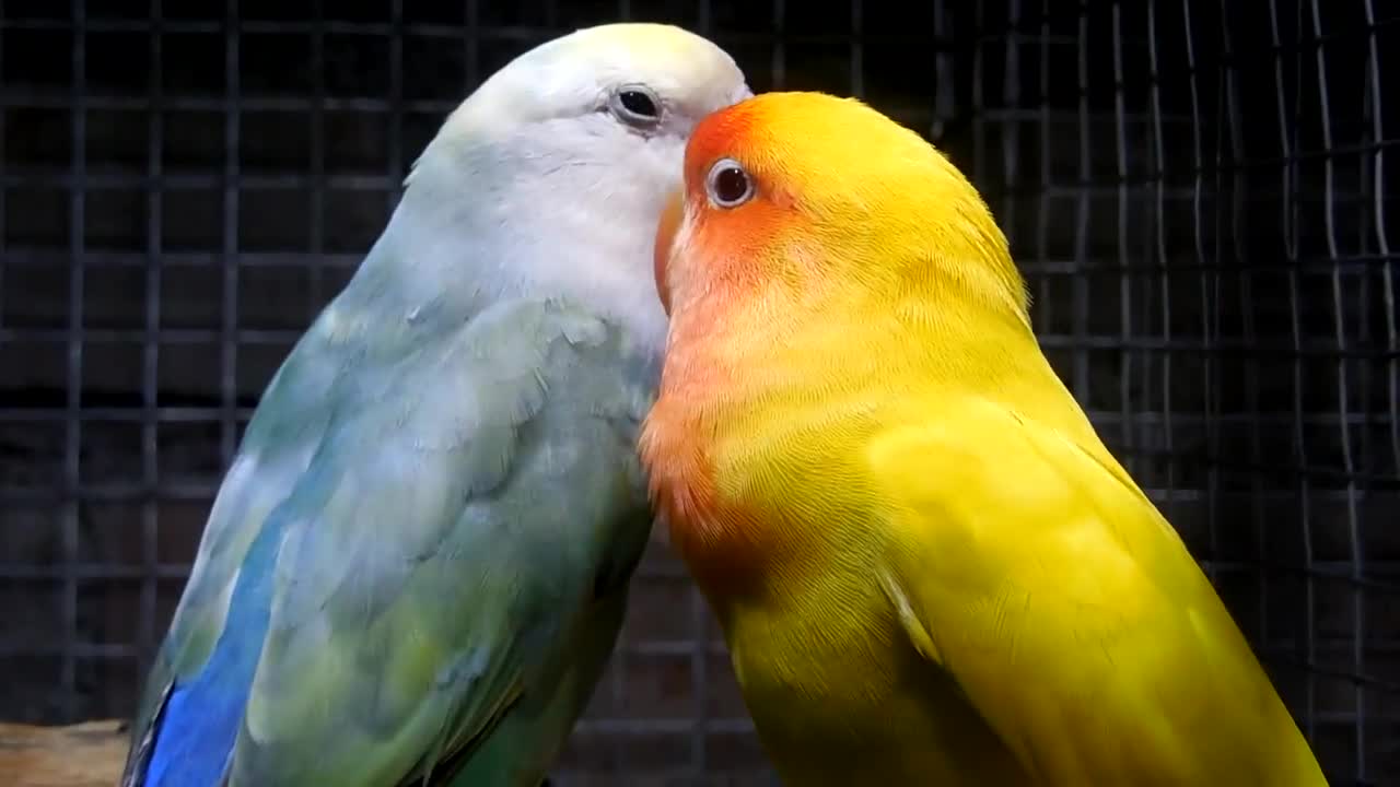 Lovebird pair of parrots pruning and loving each other