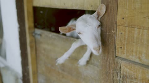 prisoner goats