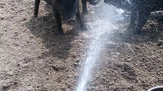 Pigs Dancing and Playing with Water