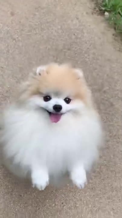 Cute #dog short video || cute puppy baby