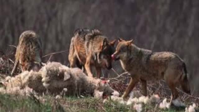 Shepherds eating the Sheep