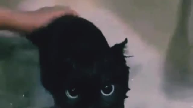 Precious green eyed kitten takes a bath - warning will melt your heart