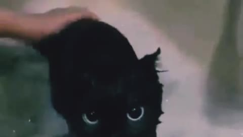 Precious green eyed kitten takes a bath - warning will melt your heart