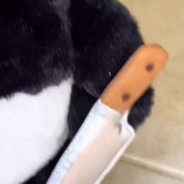 FUNNY ANIMAL VIDEO 2022