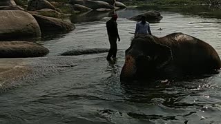 bathing elephants from the temple