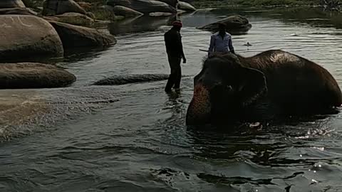 bathing elephants from the temple