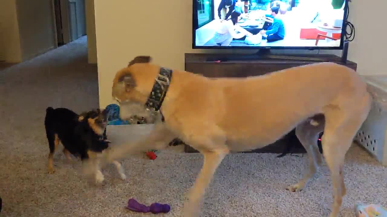 two dogs playing