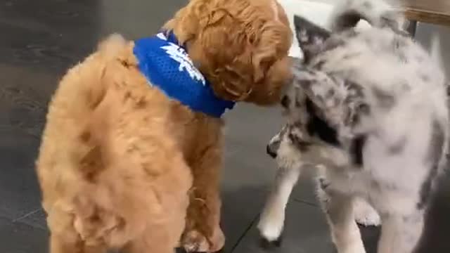 Cute dog funny moment 2022 | dog very funny video| cute honny2022
