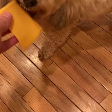 Gus and his Back Cheese