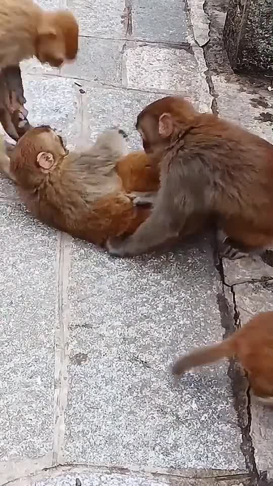 compilation | baby animals 79 | cute animals 79 | kids #shorts