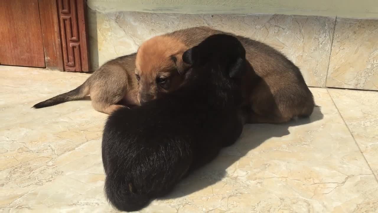 Puppies learning to walk for the first time