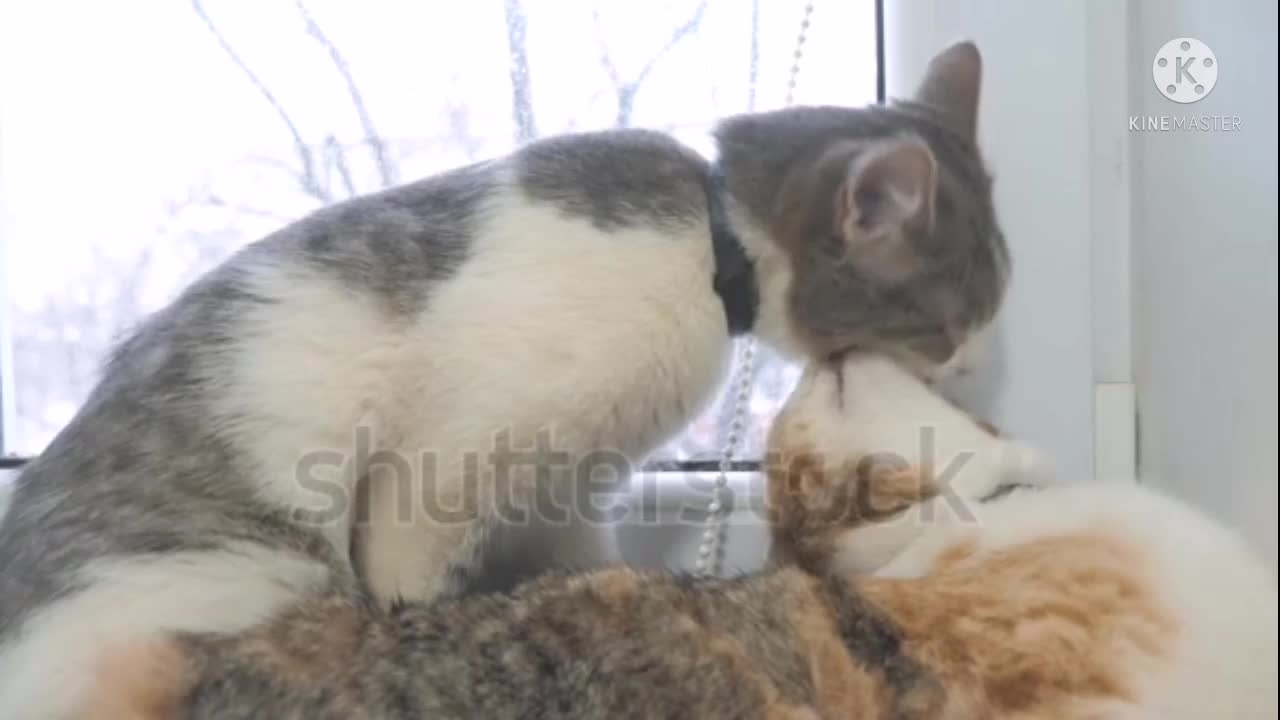 Nice Baby Cats - Cute and Funny Cat Videos#ts shotvideo#