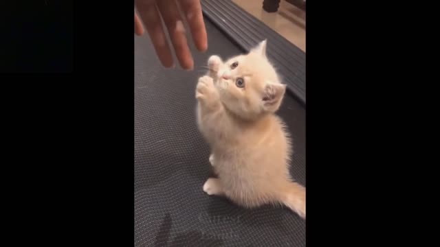 Baby Pets - Cute and Funny Pets Videos 1