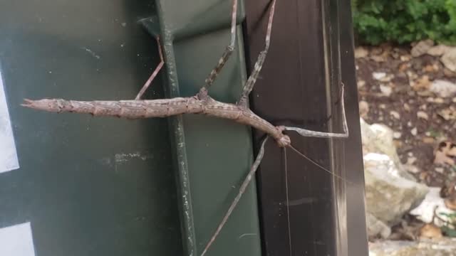 HUGE STICKBUG