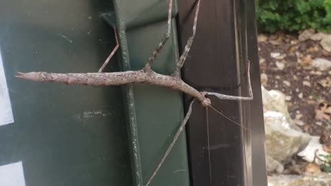 HUGE STICKBUG