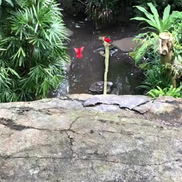 Cool Red Bird Flying High in the Sky