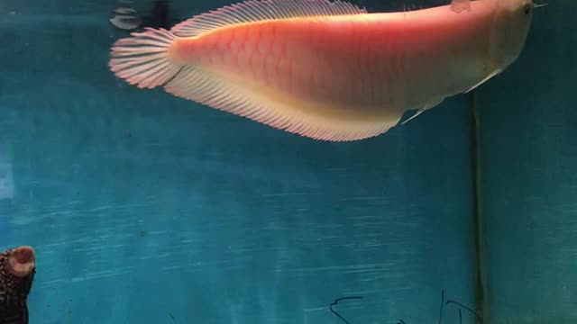 Very beautiful red morph of the silver arowana at a local pet store.