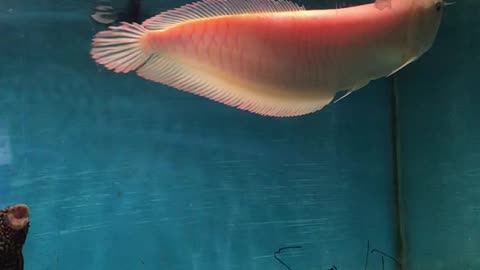 Very beautiful red morph of the silver arowana at a local pet store.