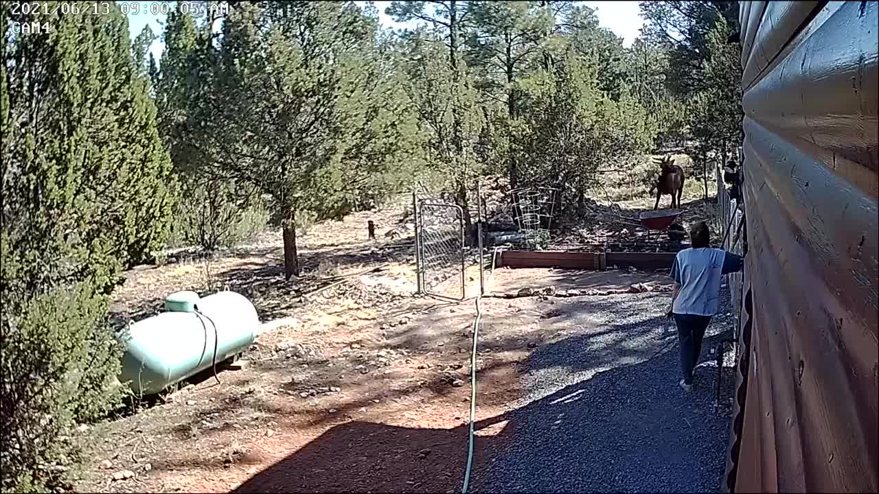 Elk sneaking up on Dee