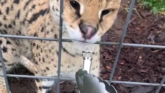 I Hope They All Get What They Want - Wild Cat Pets