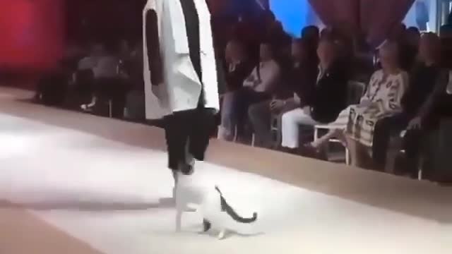 The fashion show suddenly never walks and the fashion show